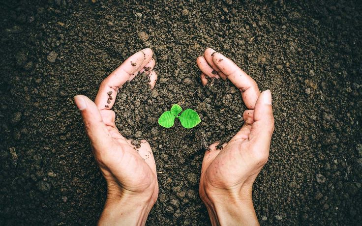 Organic Shilajit Resin – With NZ Raw Manuka Honey 🍯